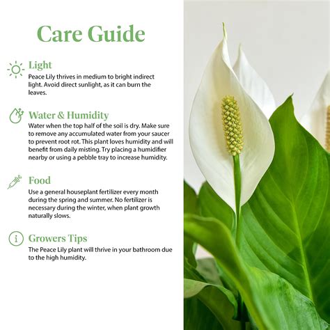 Peace Lily Plant Care