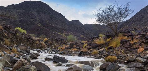 Caring for Air Plants 的图像结果