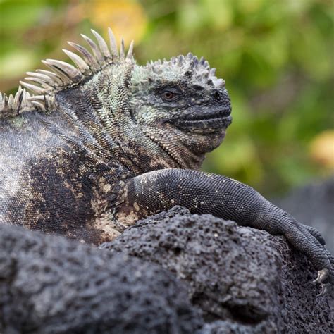 Image result for Evolution Introduction