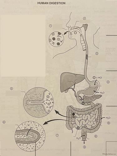 Digestive System Process Step by Step 的图像结果