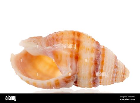 Image result for One Shell