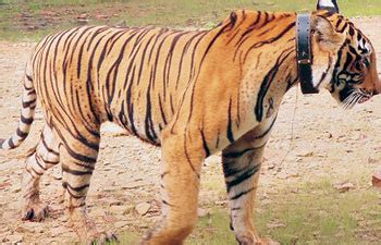 Radio collars & tiger mating put foresters in a fix - India Today