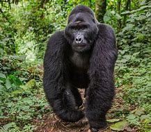 Image result for gorillas