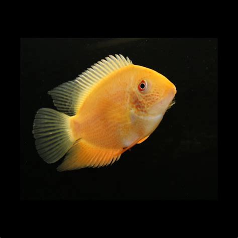 [ 2 Piece ₹600 / 4 Piece ₹600 ] Gold Severum Fish