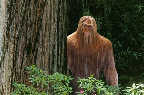 Image result for Bigfoot Found Alive