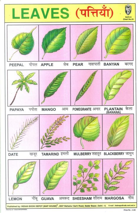 Leaves | School posters, Learning english for kids, Hindi language learning