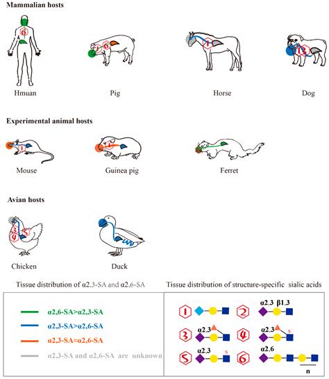 Influence of Host Sialic Acid Receptors Structure on the Host ...