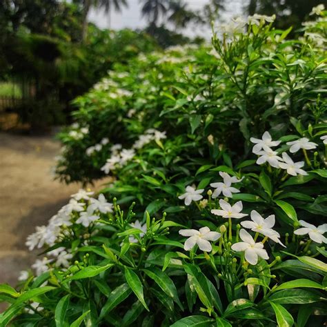 Natura GreenHouse Pack Of 2 Live Chinese Tagar Mini Chandni Crape ...