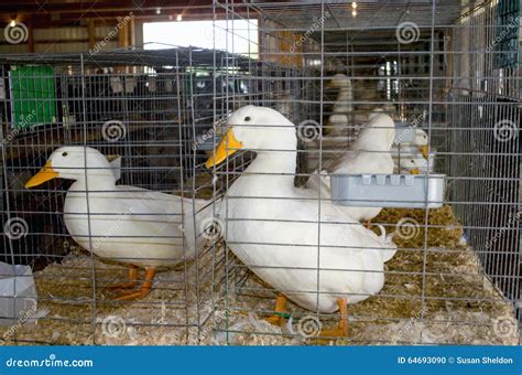 Ducks in cages stock photo. Image of farm, cages, pets - 64693090