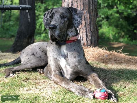 Merle Great Dane - Stud Dog in South Carolina , the United States ...