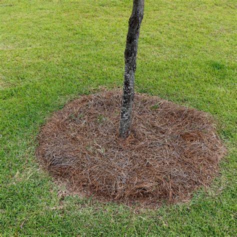 Pine Straw Mulch In Permaculture Gardens: An Essential Guide - The ...