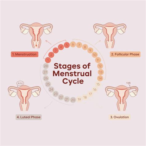 Image result for Period Cycle Explained