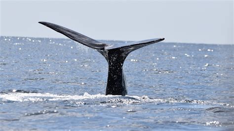 Image result for Sperm Whale Exploding