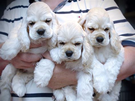 Cocker Spaniel Puppies