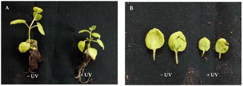 UV-B Radiation as a Novel Tool to Modulate the Architecture of In Vitro ...