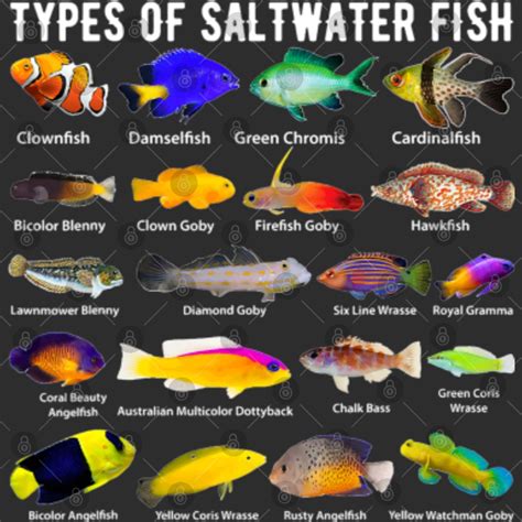 Image result for Fish Shell Argparse Examples