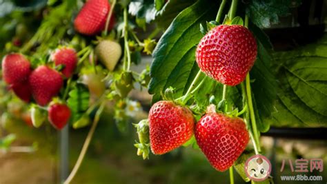 5月份种草莓成活率高吗 种植草莓哪些事项时要注意的 _八宝网