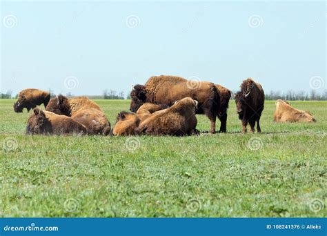 Group of Buffaloes Peacefully Resting in the Steppe. Shot Made I Stock ...