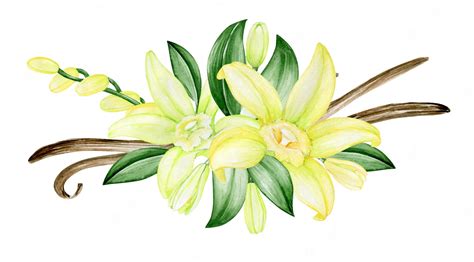 Premium Vector | Vanilla flower bouquet for wedding invitation cafes ...