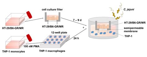Curcumin Mitigates Immune-Induced Epithelial Barrier Dysfunction by ...