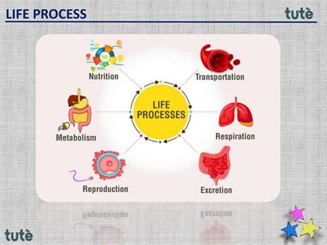 Image result for Class 9 Life Process Introduction