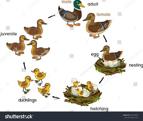 Wood Duck Life Cycle Diagram