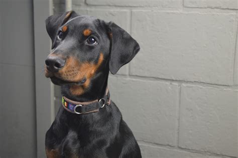 Doberman Ear Cropping - Pros & Cons