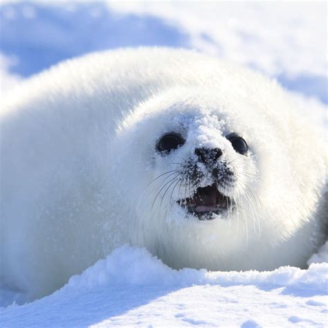 What Is Baby Seal Called In French at Eloise Rameriz blog