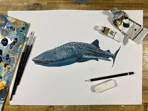 Whale Shark Sketch 3+ Thousand Whale Shark Sketch Royalty Free Images,