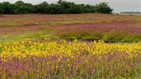 Kaas Plateau: Maharashtra's Valley of Flowers | TimesTravel