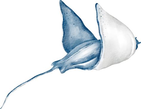 stingray watercolor clip art 15736142 PNG