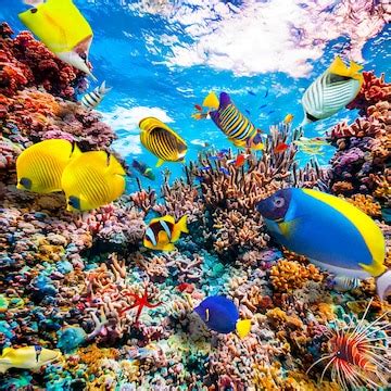 Underwater world in tropical ocean | Premium Photo