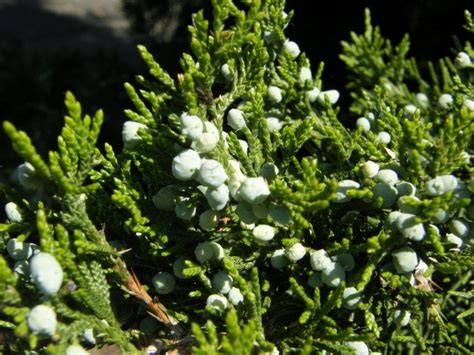 Fast Growing Maple Trees 的图像结果