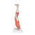 Anatomical Teaching Models | Plastic Human Muscle Models | Leg Muscle ...