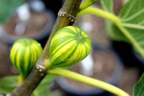 Fig Tree Types 的图像结果