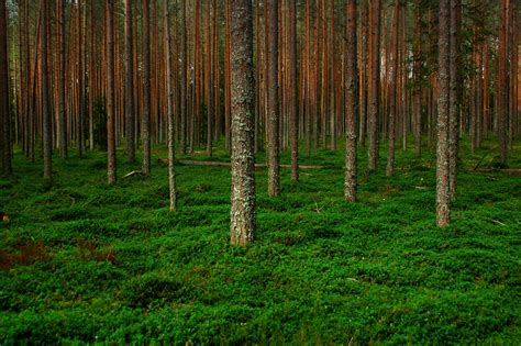 Красивый Сосновый лес (Много фото!) - treepics.ru