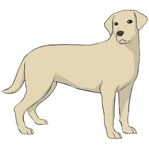 Image result for How to Draw a Labrador Step by Step