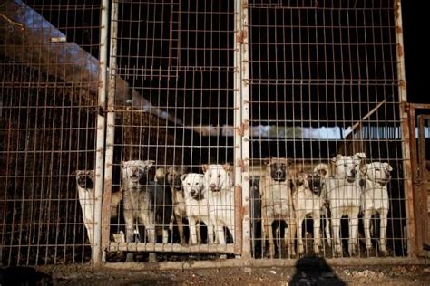 Rescued from a dog meat farm - Photos,Images,Gallery - 57484