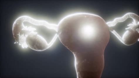 Image result for Female Reproductive System Animation