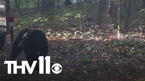 Bear believed to have attacked Arkansas camper found, killed | thv11.com