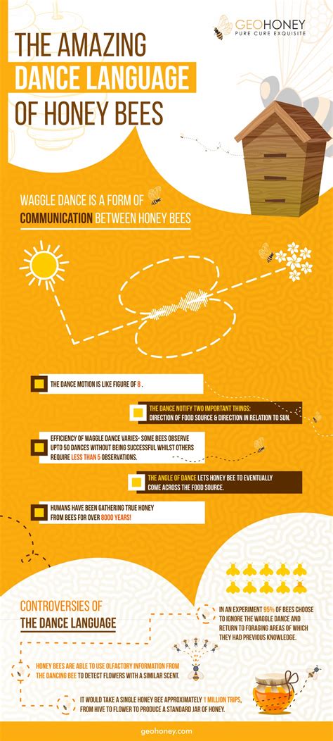 Image result for Bee Dance Language