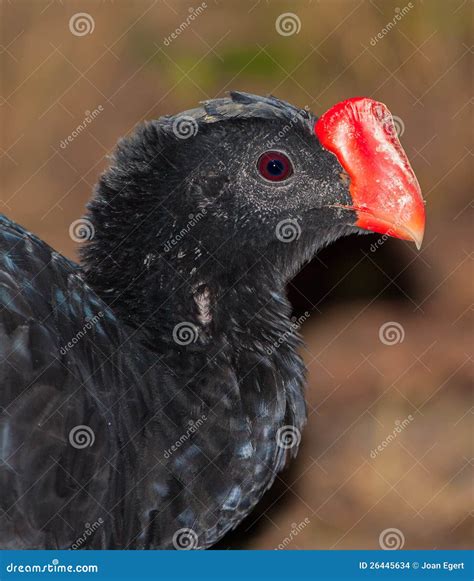 Razor-billed Curassow stock photo. Image of natural, creatures - 26445634