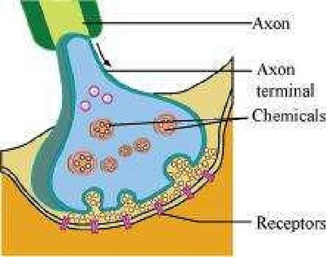 Neural Control and Coordination ncert solution class 11 Biology