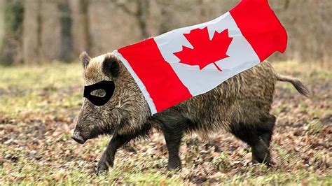 什么？！加拿大“超级猪”入侵美国….