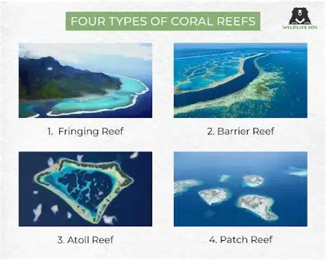 Coral Reefs, Definition, Types, Threats, Location, Conservation