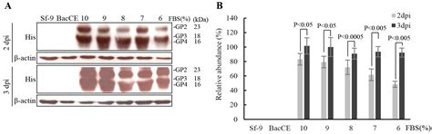 Development of Polycistronic Baculovirus Surface Display Vectors to ...