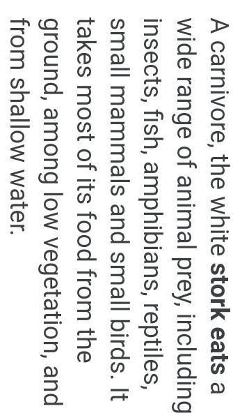 what did the stork feed on - Brainly.in