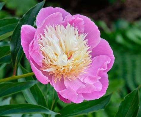 When Are Peonies In Season? Bloom Time And Length By Variety ...