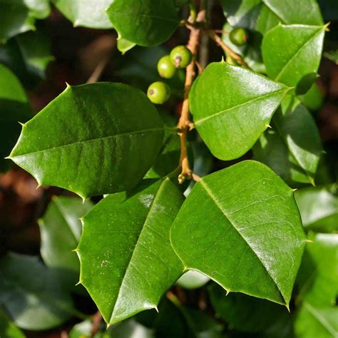 Pinnate, Pinnatifid, Bipinnate, Tripinnate