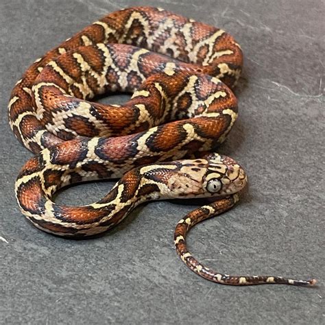 2022 Yellow-Red Rat Snake by Great Basin Serpentarium, LLC - MorphMarket